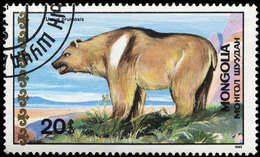 Image of Brown Bear