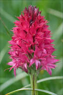 Image of Rein Orchids