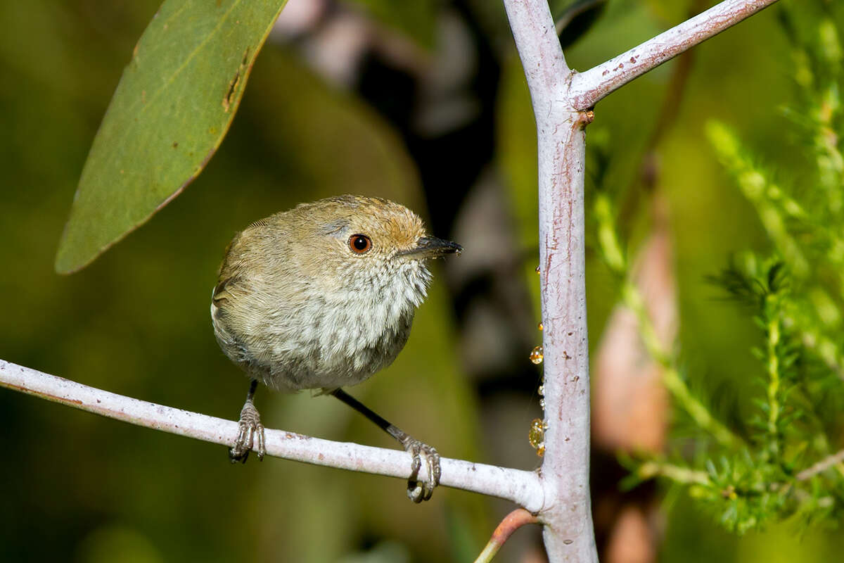 Image of Brown Thornbill