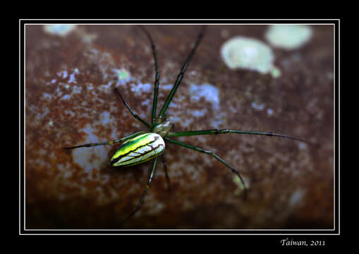 Image of Leucauge celebesiana (Walckenaer 1841)