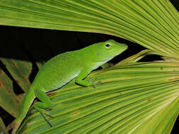 Imagem de Anolis biporcatus (Wiegmann 1834)