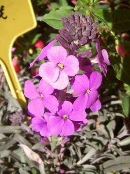 Image of Erysimum linifolium (Pers.) J. Gay