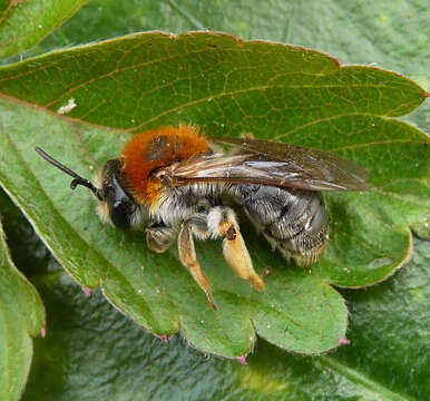 Andrena haemorrhoa (Fabricius 1781) resmi