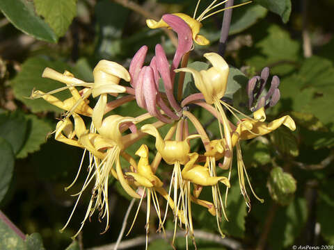 Image of Etruscan honeysuckle