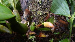 Image of Maxillaria rufescens Lindl.