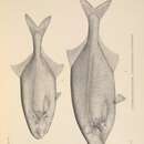 Image of Petrocephalus bane (Lacepède 1803)