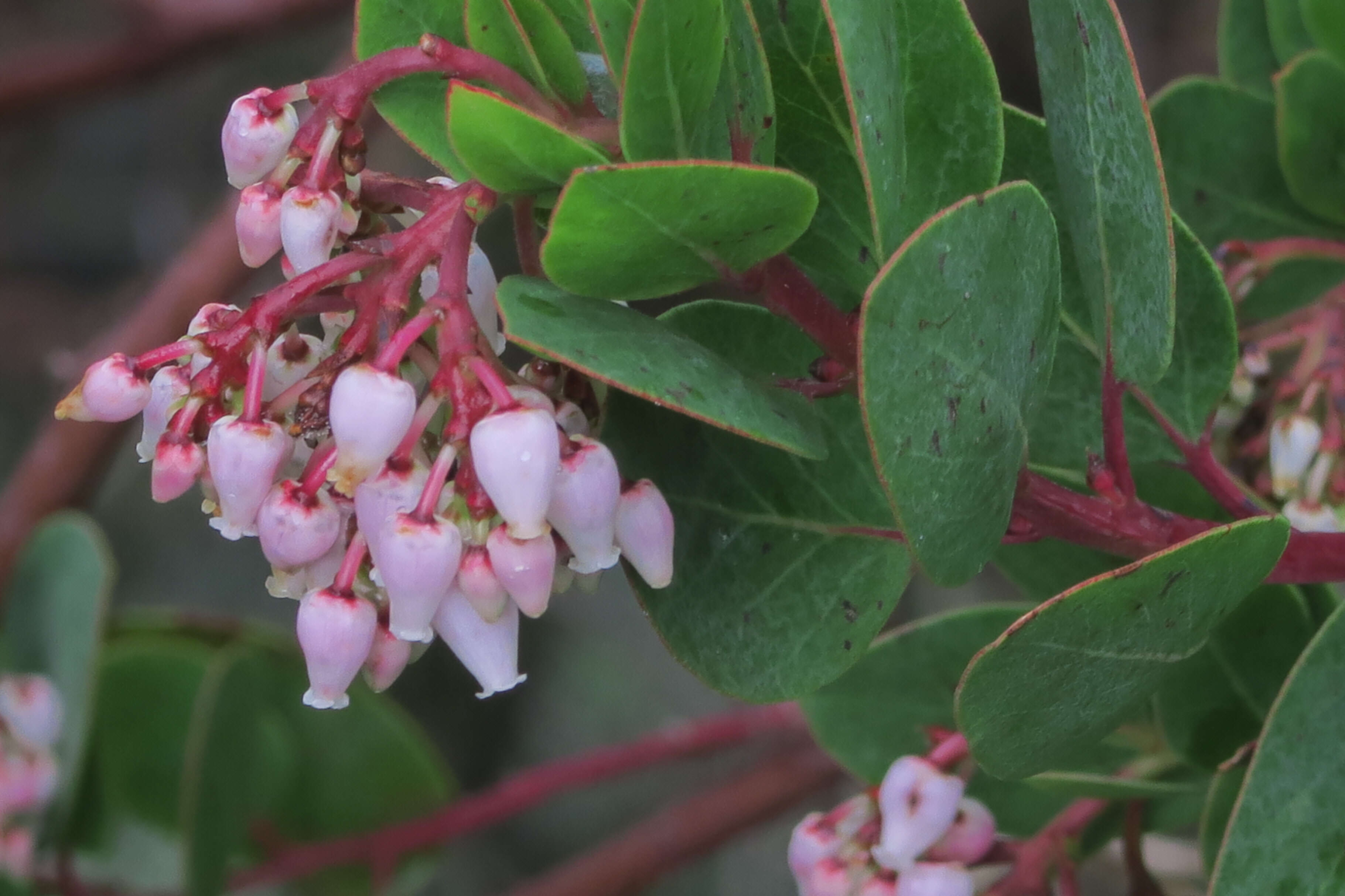 Слика од Arctostaphylos rainbowensis J. E. Keeley & A. Massihi