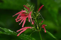 Image of Blood root