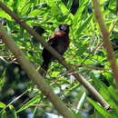 Image of Rufous-breasted Spinetail