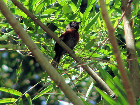 Image of Spinetails