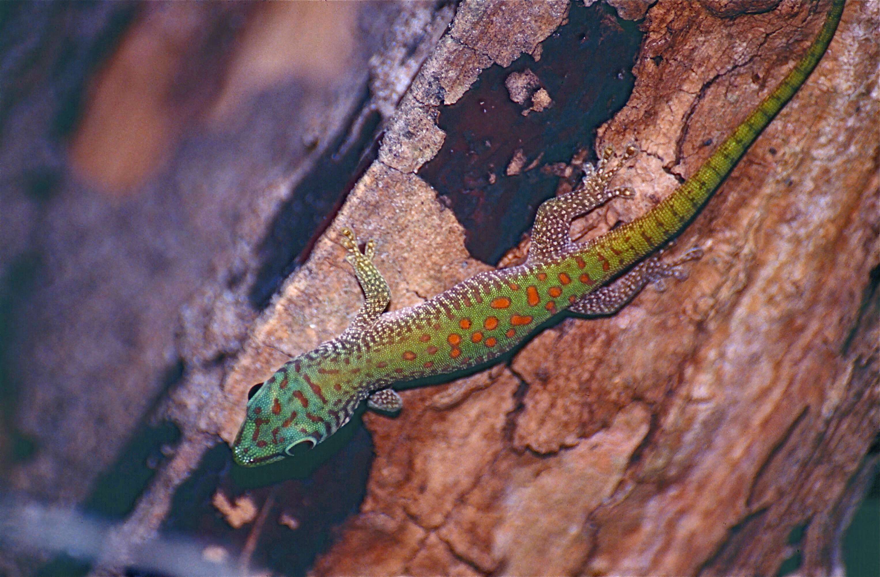 Image of Phelsuma