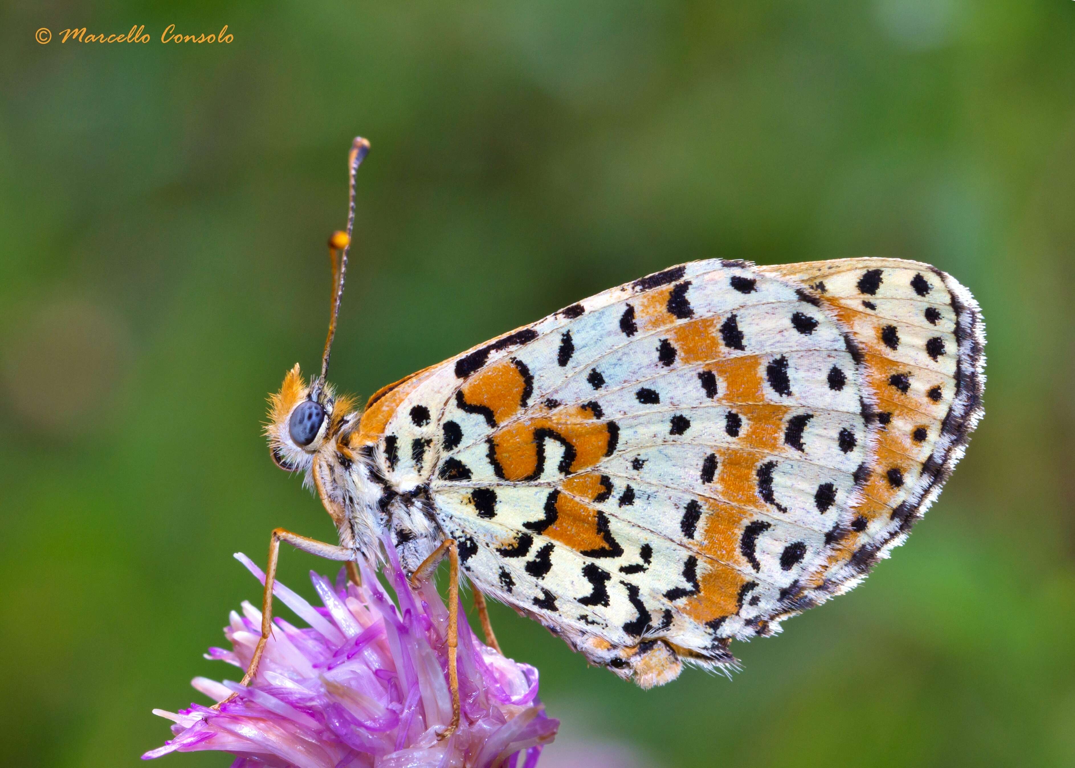 Image of Melitaea