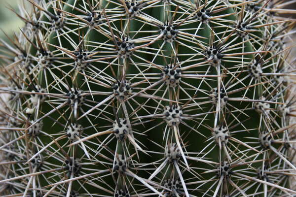 Image of saguaro