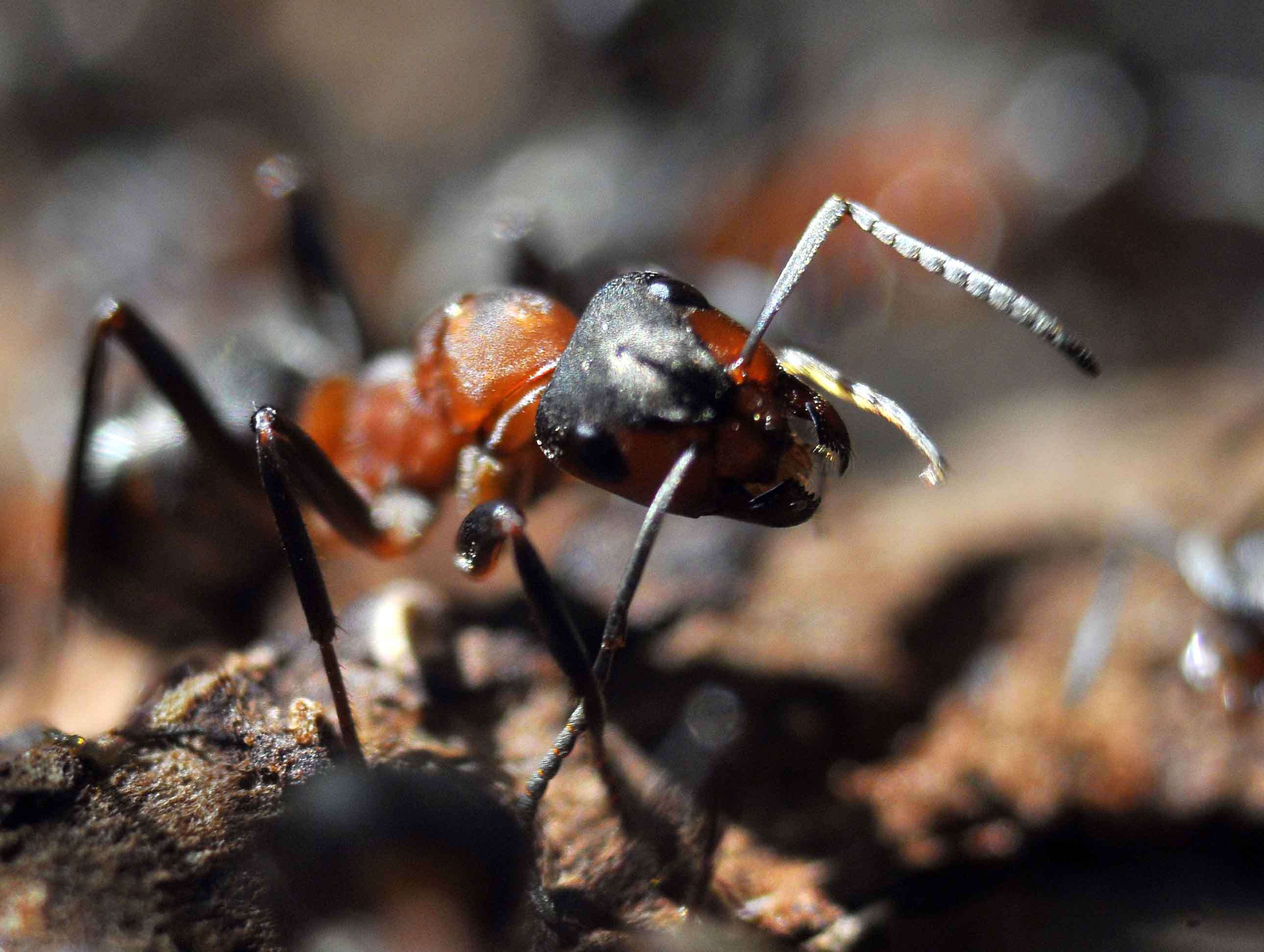 Слика од Formica rufa Linnaeus 1761