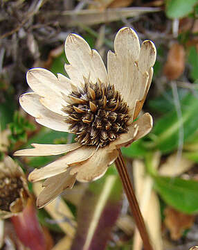 Слика од Eryngium humile Cav.