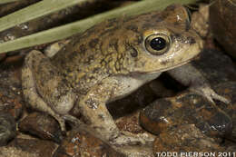 Image of Sclerophrys Tschudi 1838