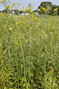 Image of tall tickseed