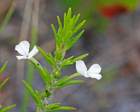 Image de Gratiola