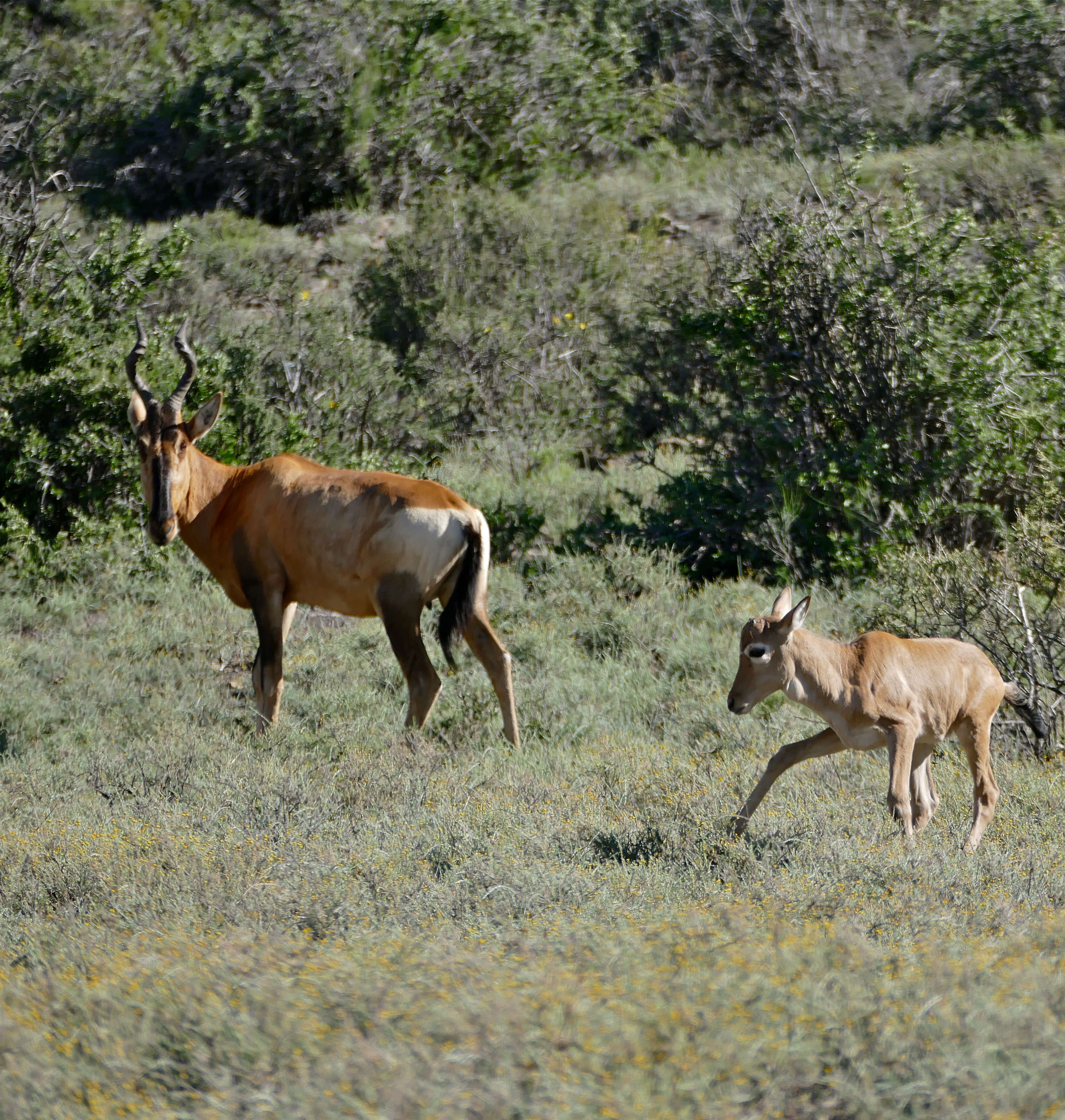 Image of Hartebeest