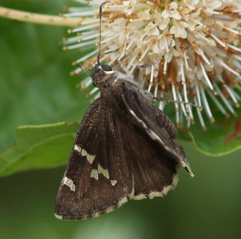 Image of Thorybes bathyllus