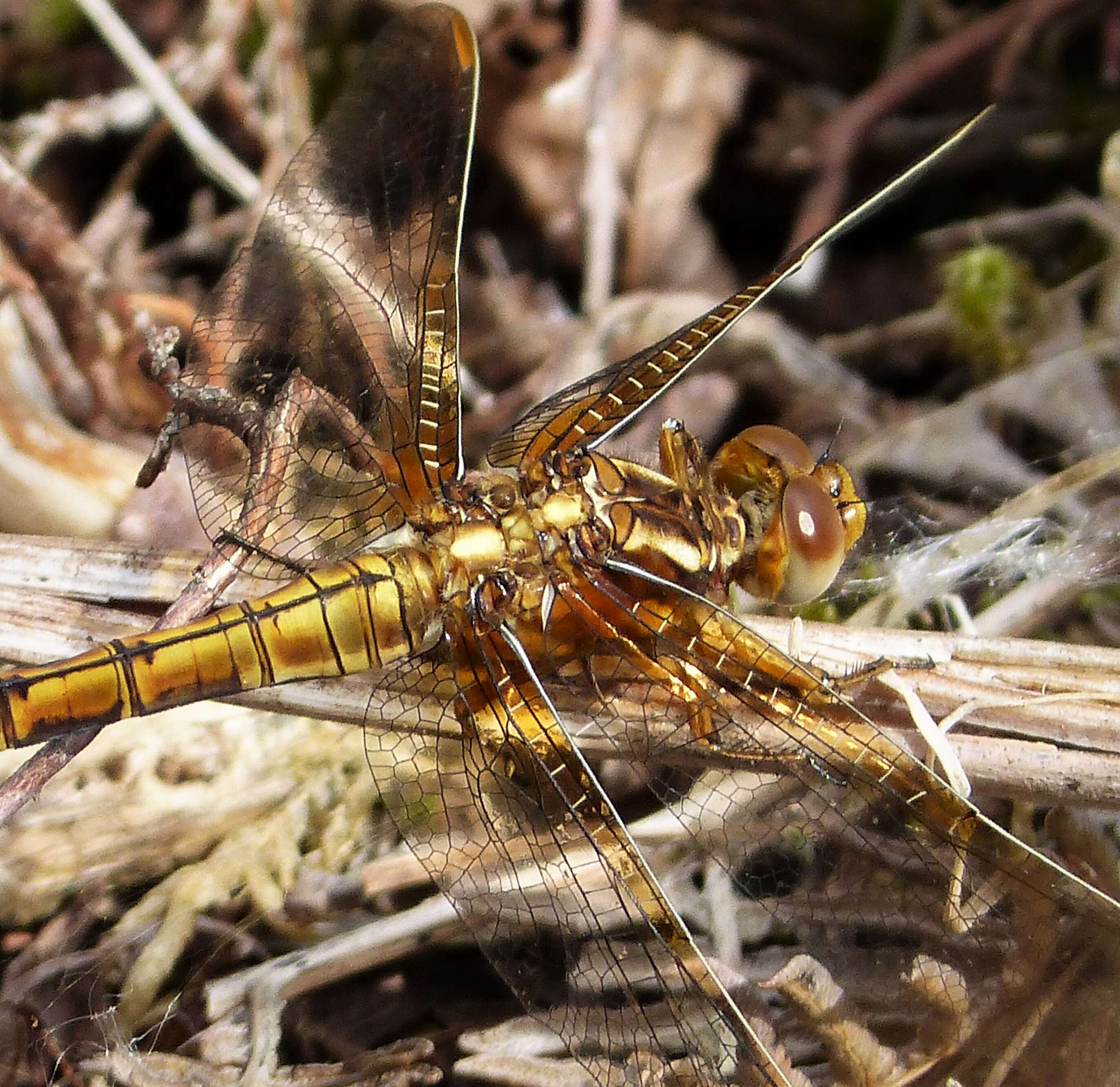 Image of Skimmers (Dragonflies)