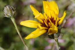 Image of False sowthistle