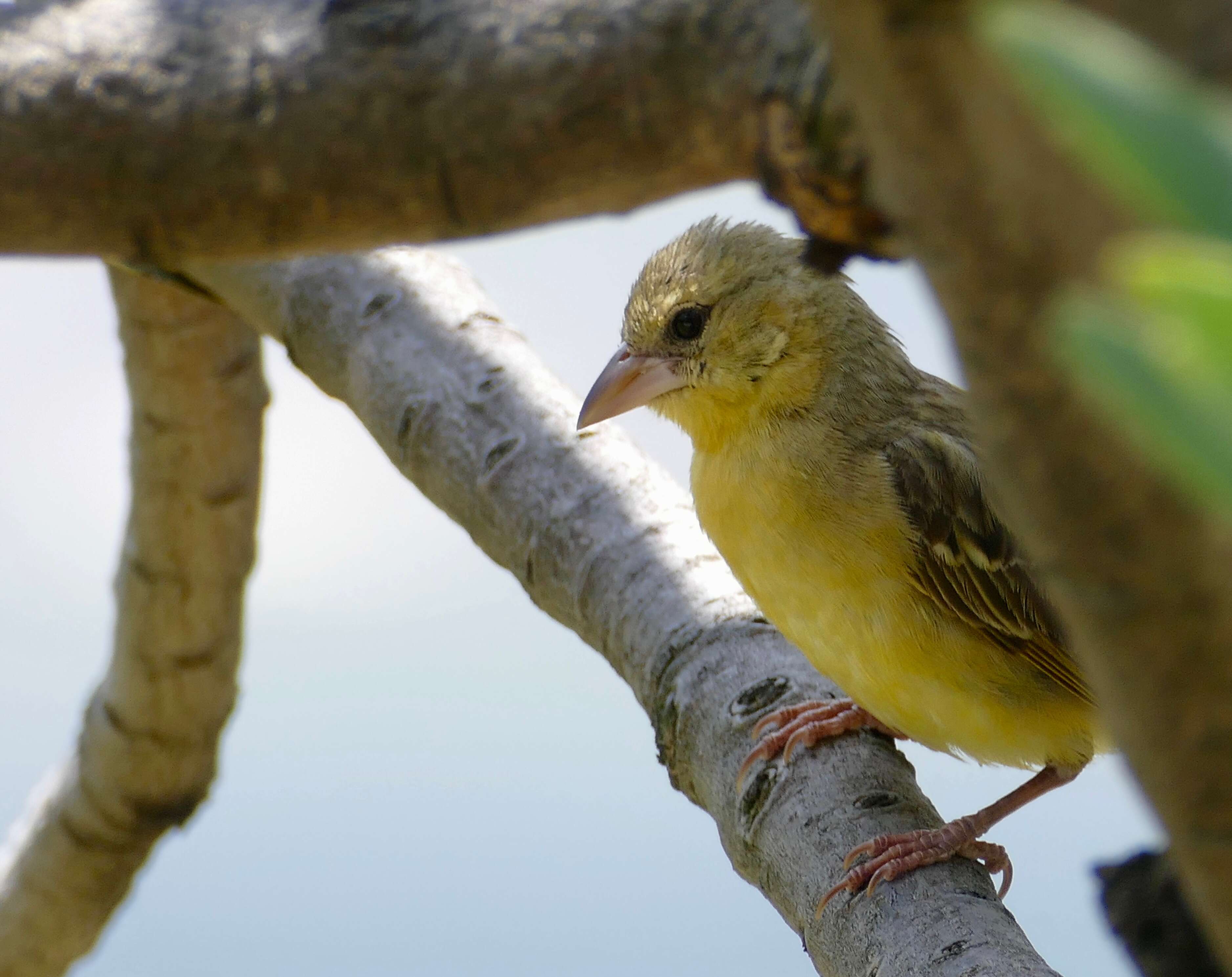 Image of African Masked Weaver