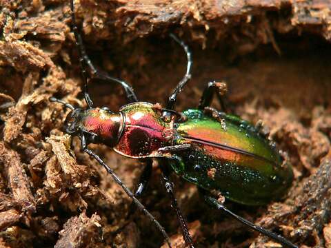 Image of Carabus (Chrysocarabus) splendens G. A. Olivier 1790