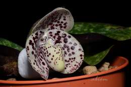 صورة Paphiopedilum bellatulum (Rchb. fil.) Stein