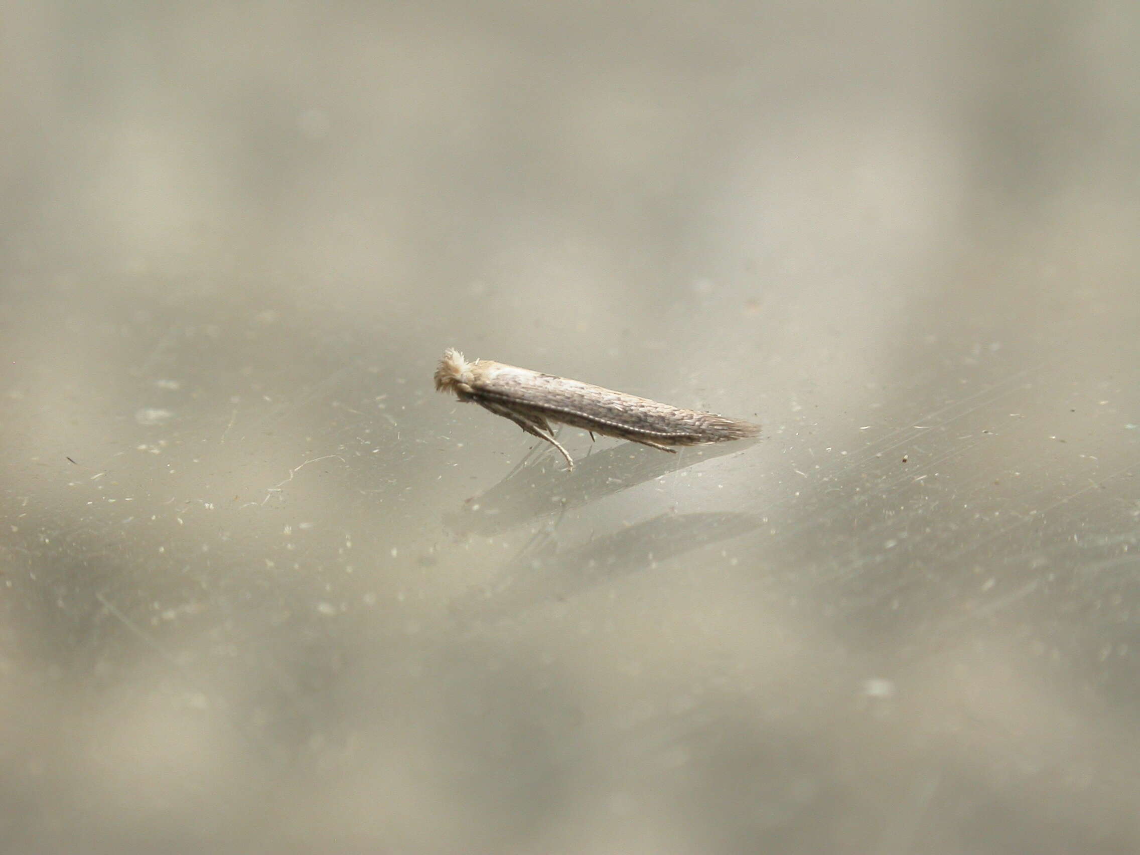 Image of convolvulus leafminer