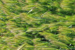 Image of barley