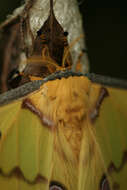 Image of comet moth