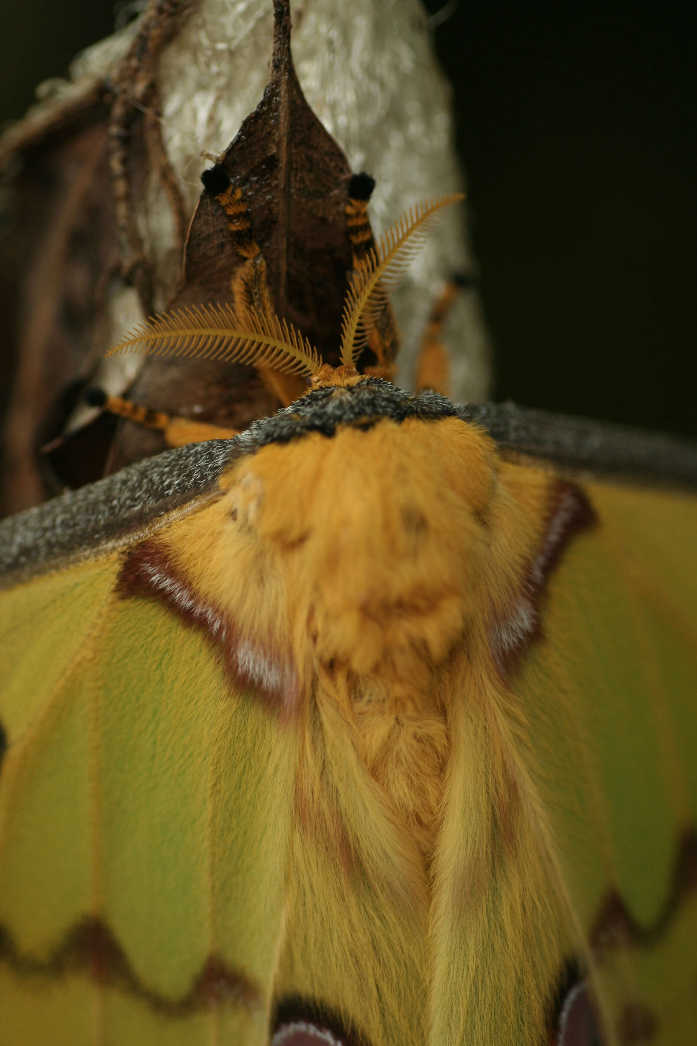 Image of comet moth