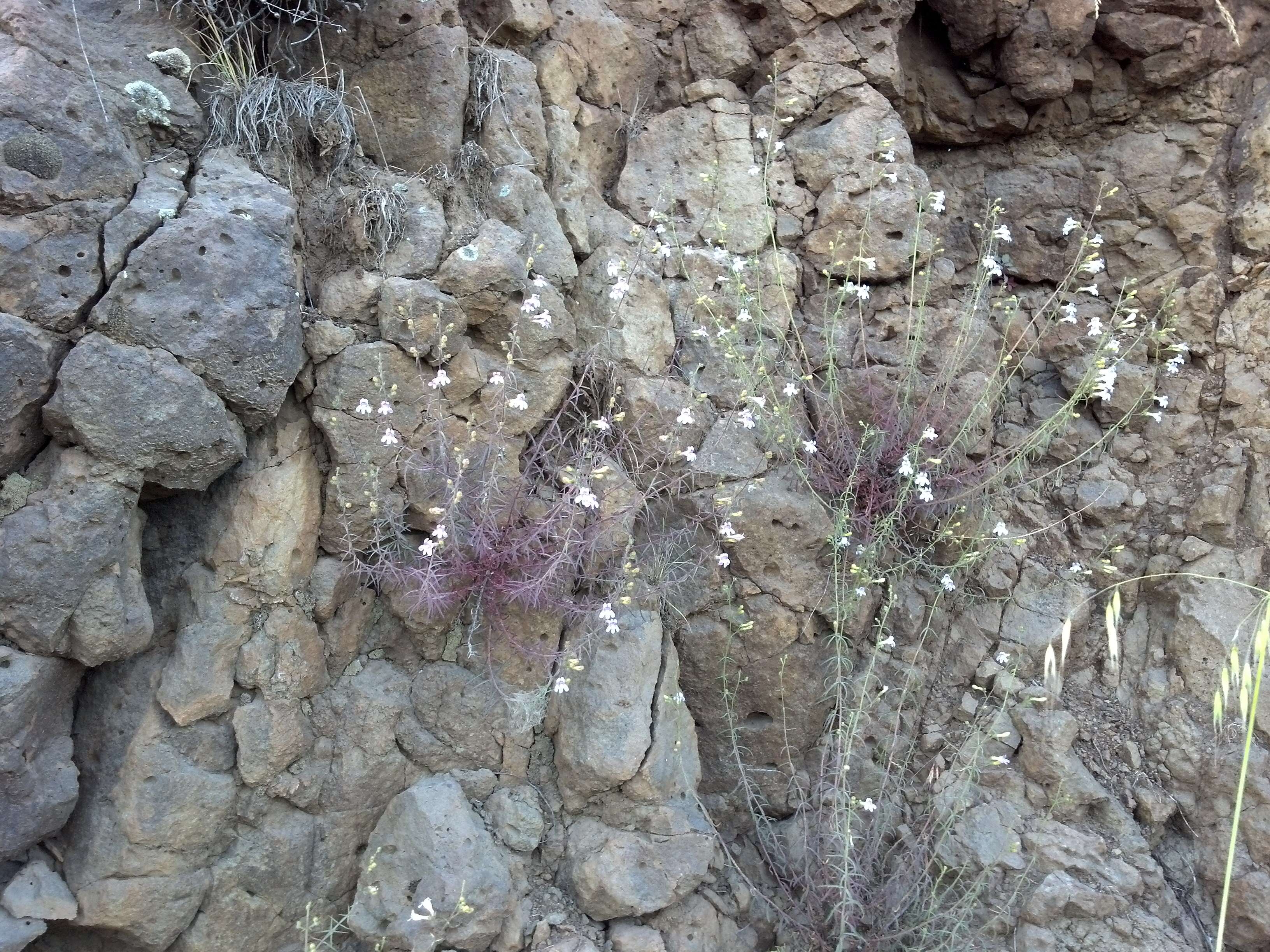 Image of Riggin's penstemon