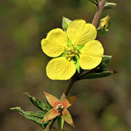 Image of Ludwigia tomentosa (Cambess.) Hara