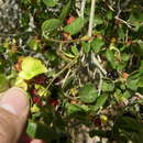 Image of Texas Mulberry