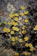 Image of Hibbertia acerosa (DC.) Benth.