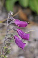 Image of purple foxglove