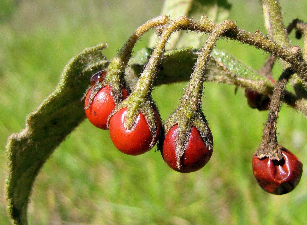 Image of Solanum subumbellatum Vell.