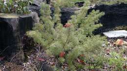 Image of Grevillea wilsonii A. Cunn.