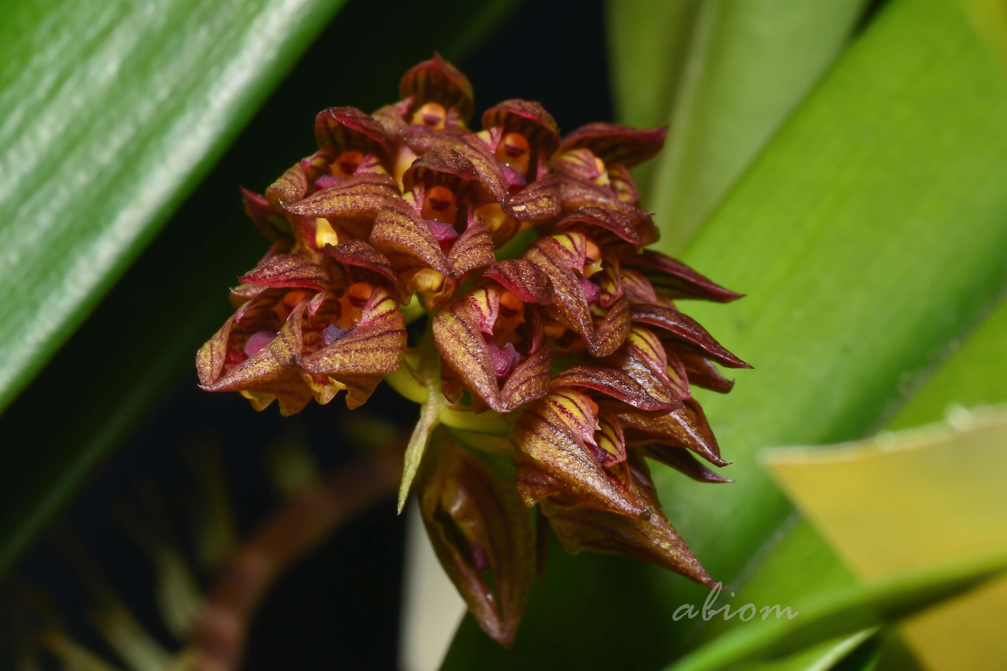 Image of Bulbophyllum singaporeanum Schltr.