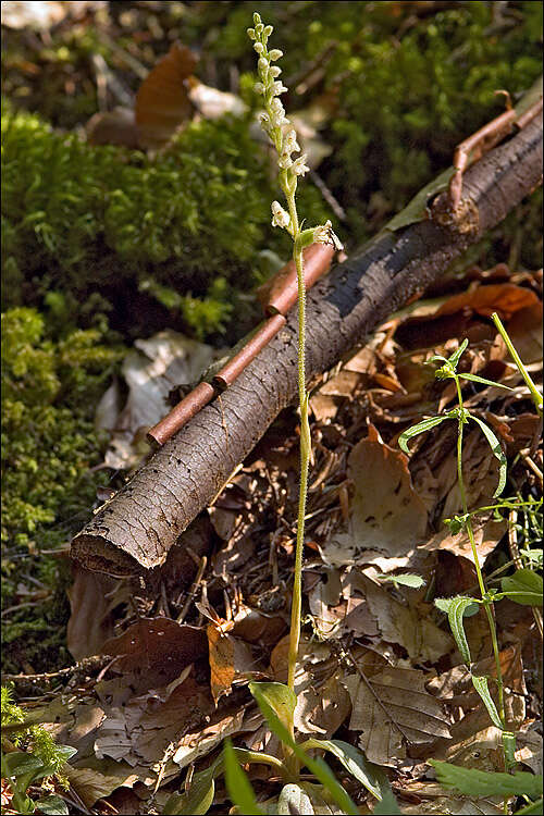Image of Rattlesnake plantain