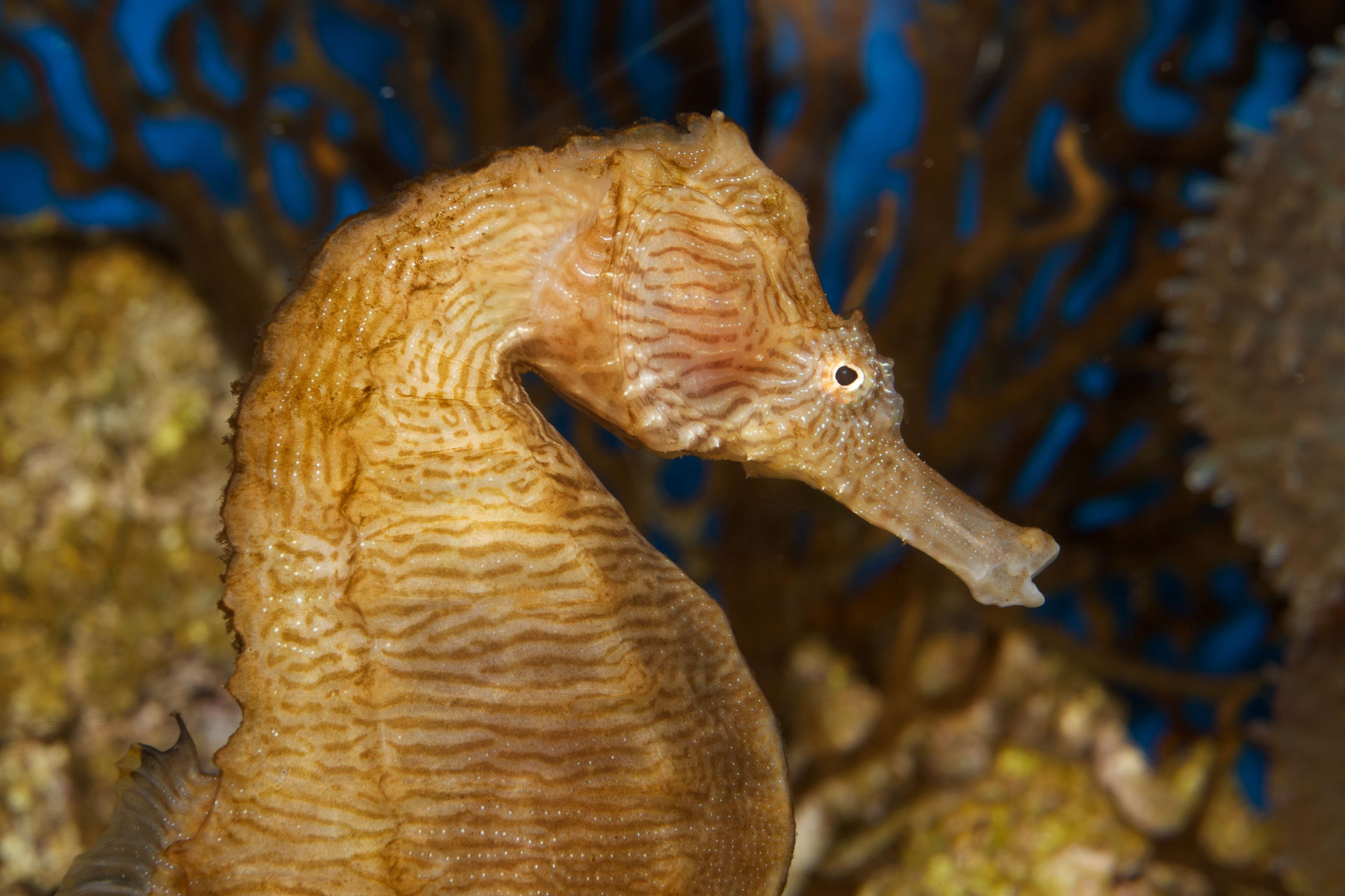 Image of Lined Seahorse