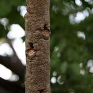 Image de Stryphnodendron adstringens (Mart.) Coville