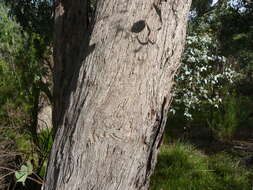 Image of broadleaf peppermint gum