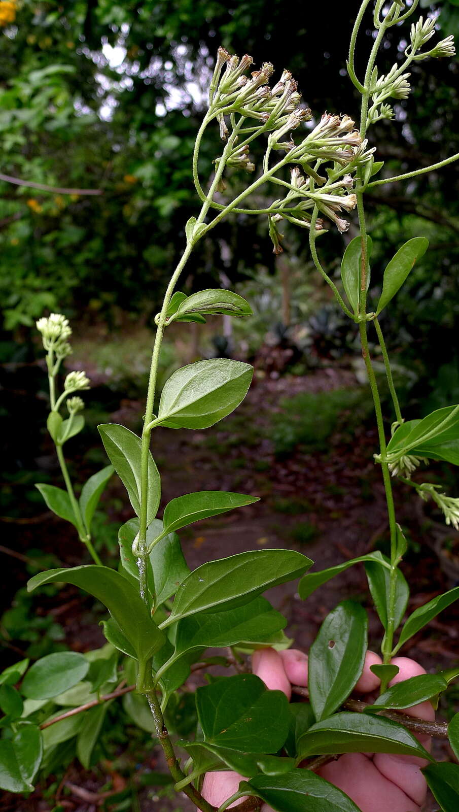 Mikania obovata DC. resmi