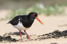 Image of Australian Pied Oystercatcher