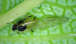 Image of Aphid