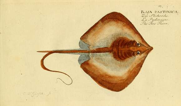 Image of Common Stingray