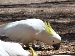 Image of Cacatua Vieillot 1817